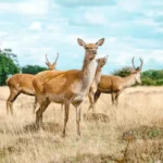Best Outdoor Activities, Richmond Park & Thames Walks West London 2026