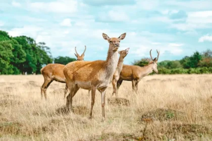 Best Outdoor Activities, Richmond Park & Thames Walks West London 2026