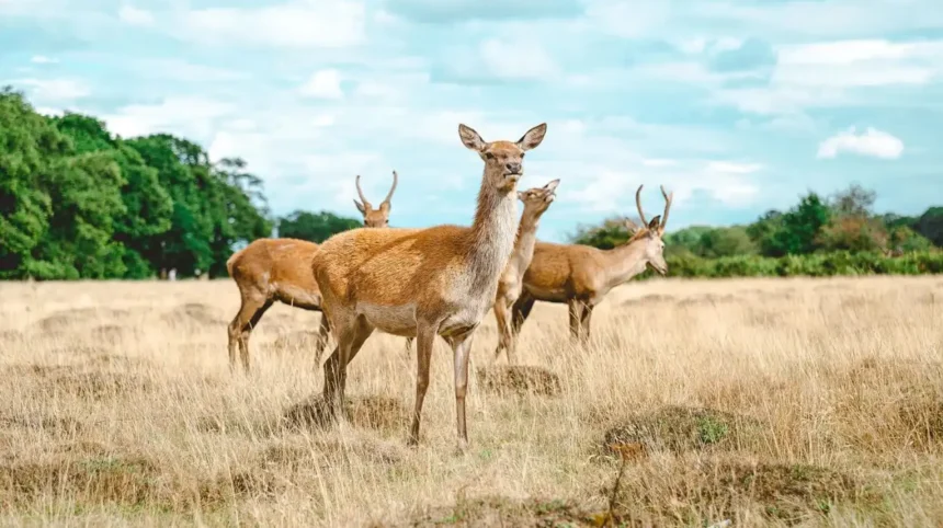 Best Outdoor Activities, Richmond Park & Thames Walks West London 2026